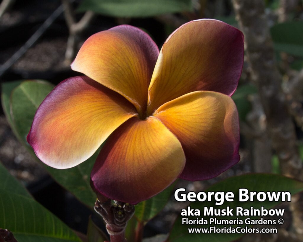 George Brown plumeria photo
