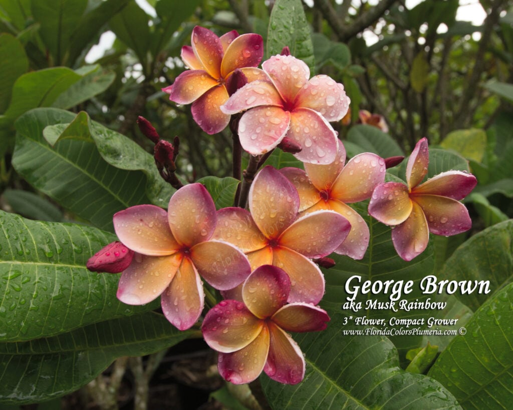 George Brown plumeria photo