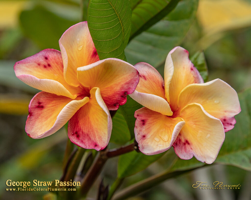 George Straw Passion plumeria photo
