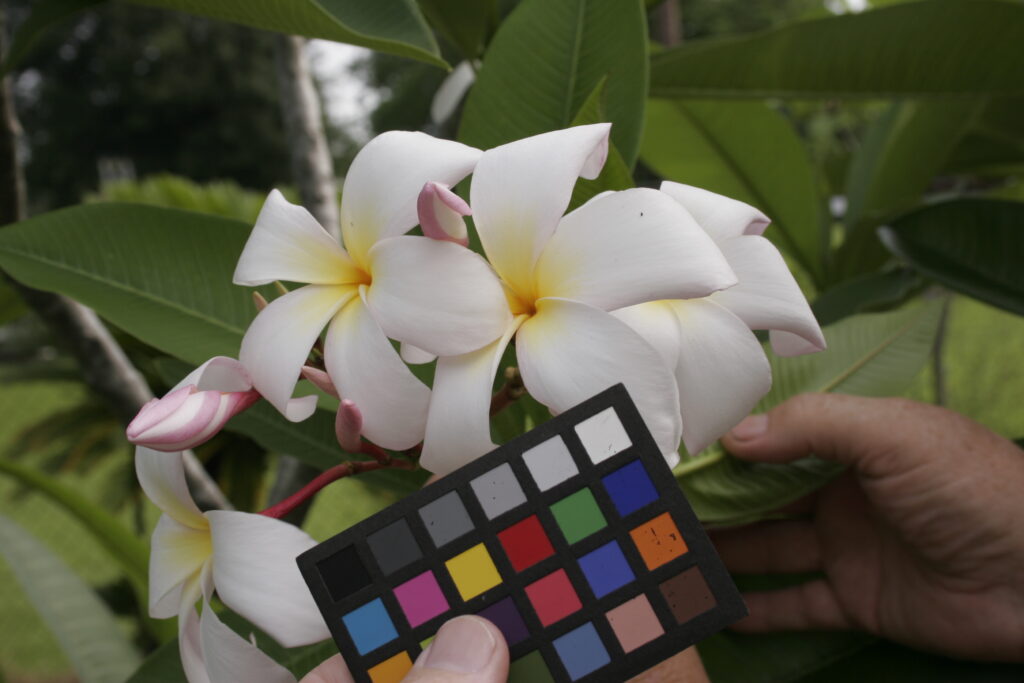 Giant Star plumeria photo