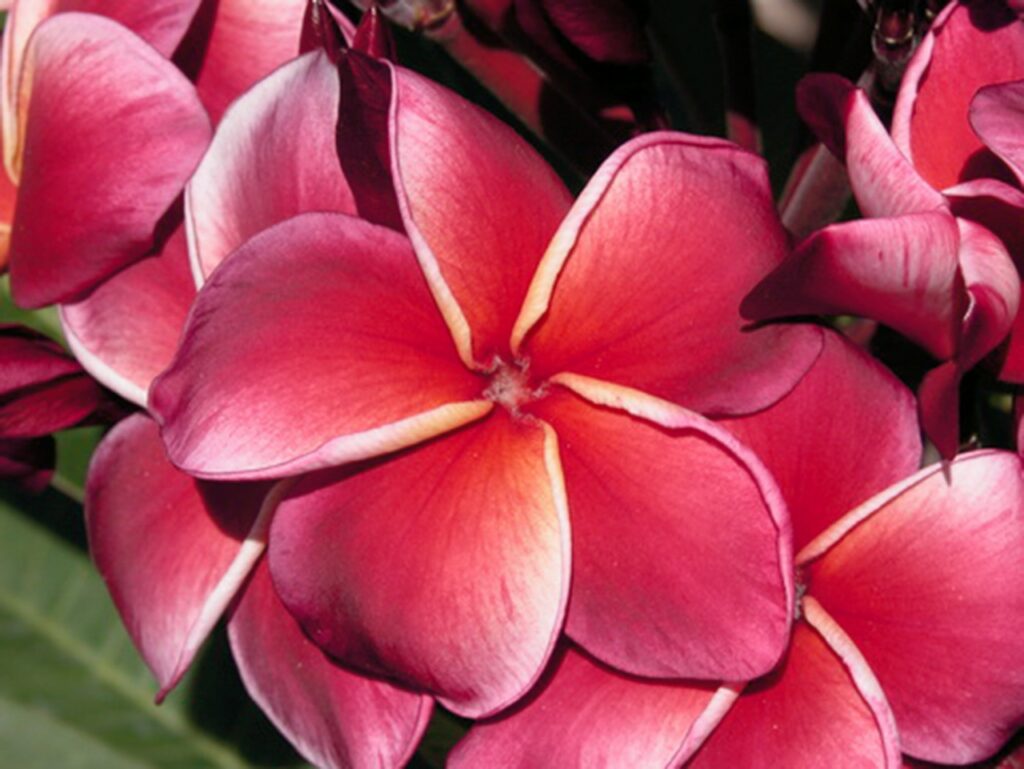 Gina plumeria photo
