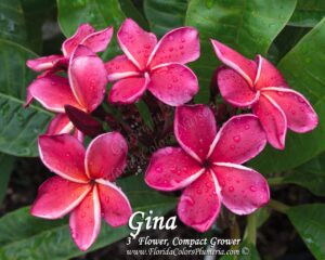 Gina plumeria photo