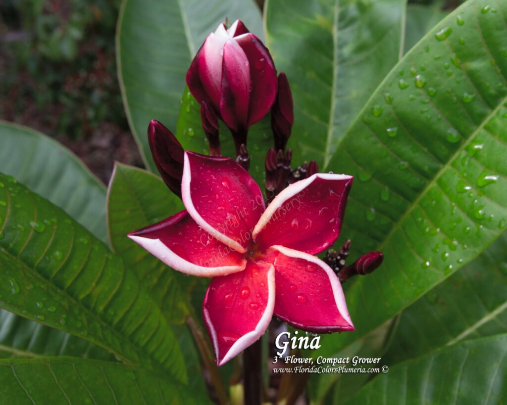 Gina plumeria photo