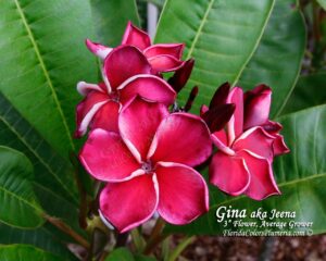 Gina plumeria photo