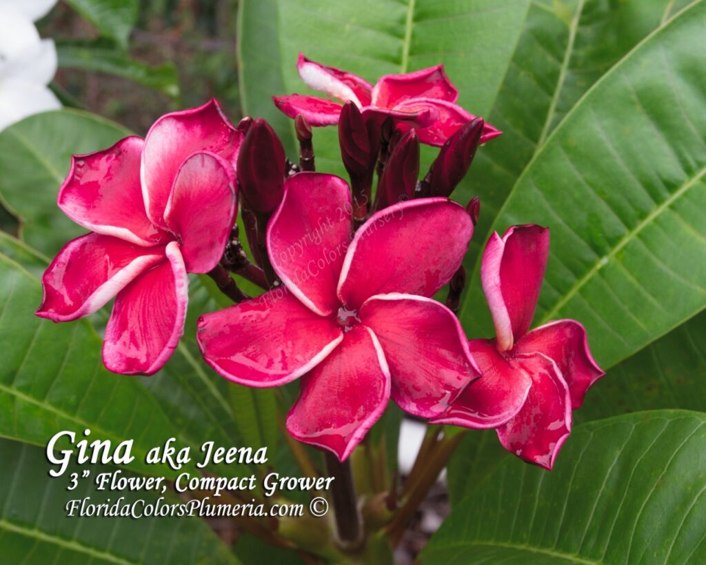 Gina plumeria photo