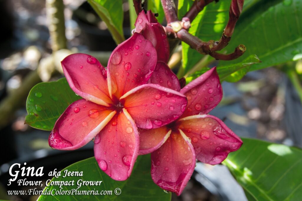 Gina plumeria photo