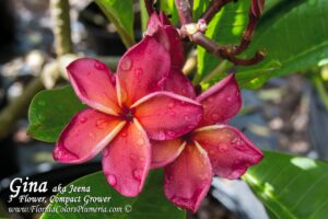 Gina plumeria photo