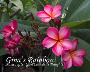 Ginas Rainbow thumbnail