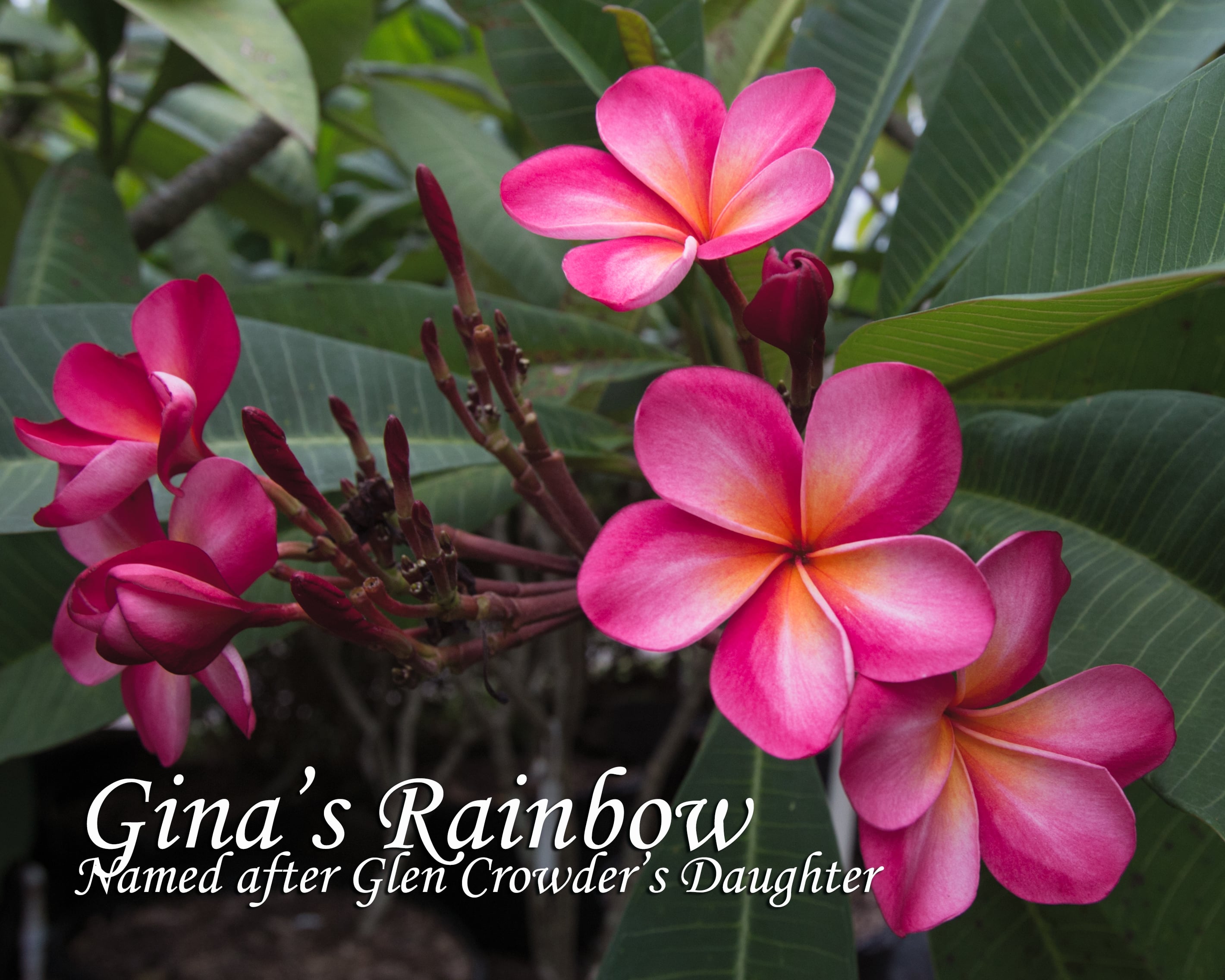 Ginas Rainbow plumeria photo