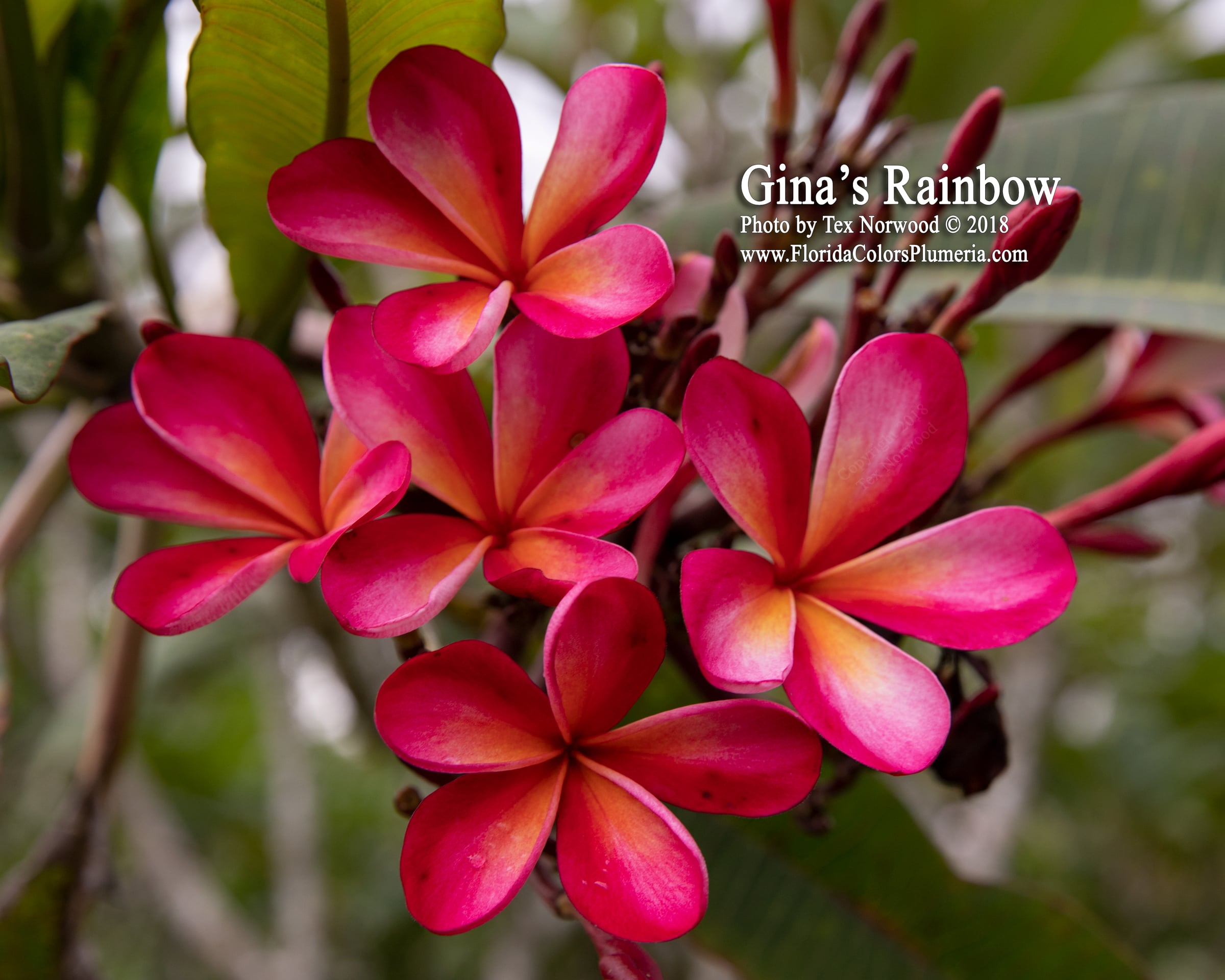 Ginas Rainbow plumeria photo