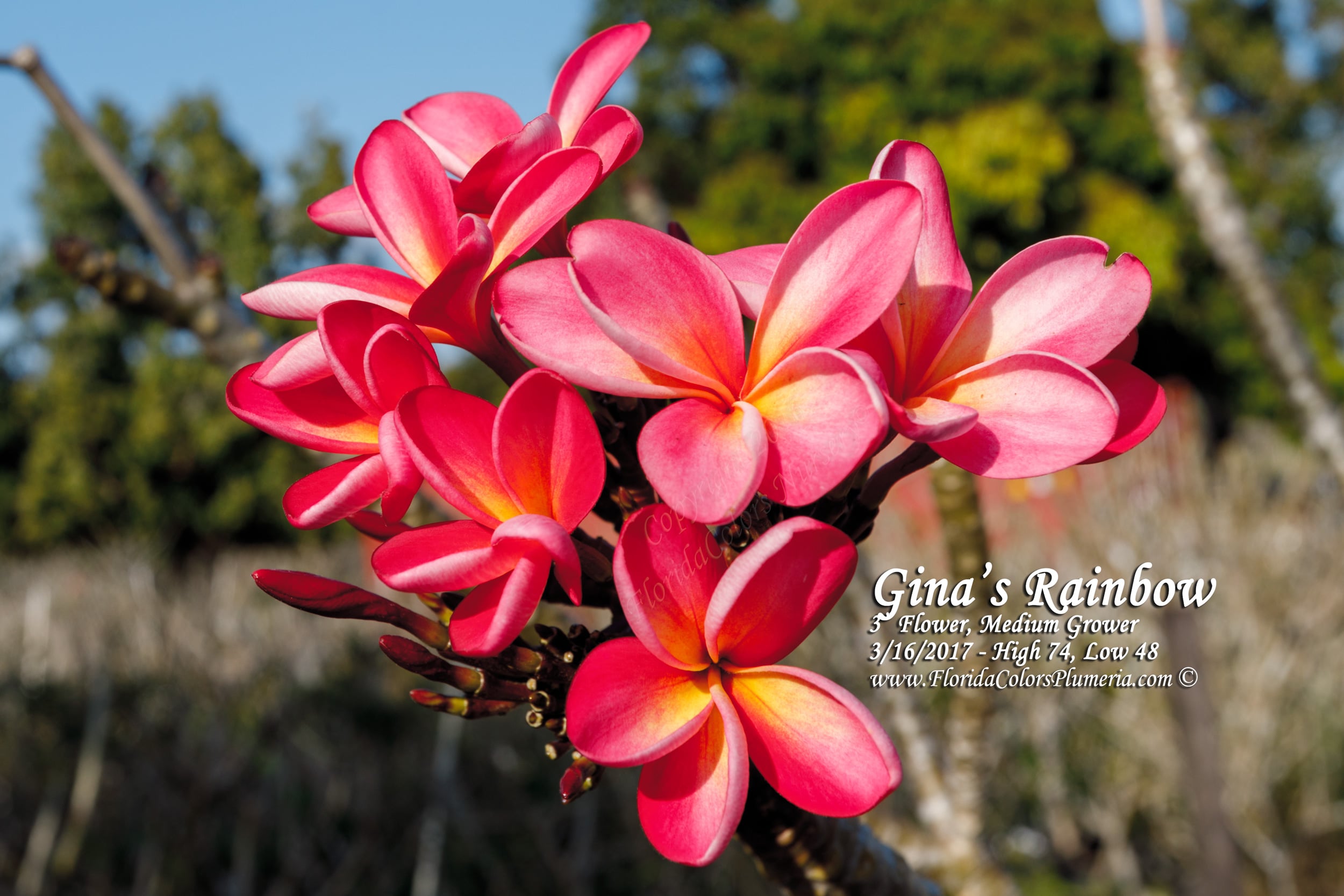 Ginas Rainbow plumeria photo