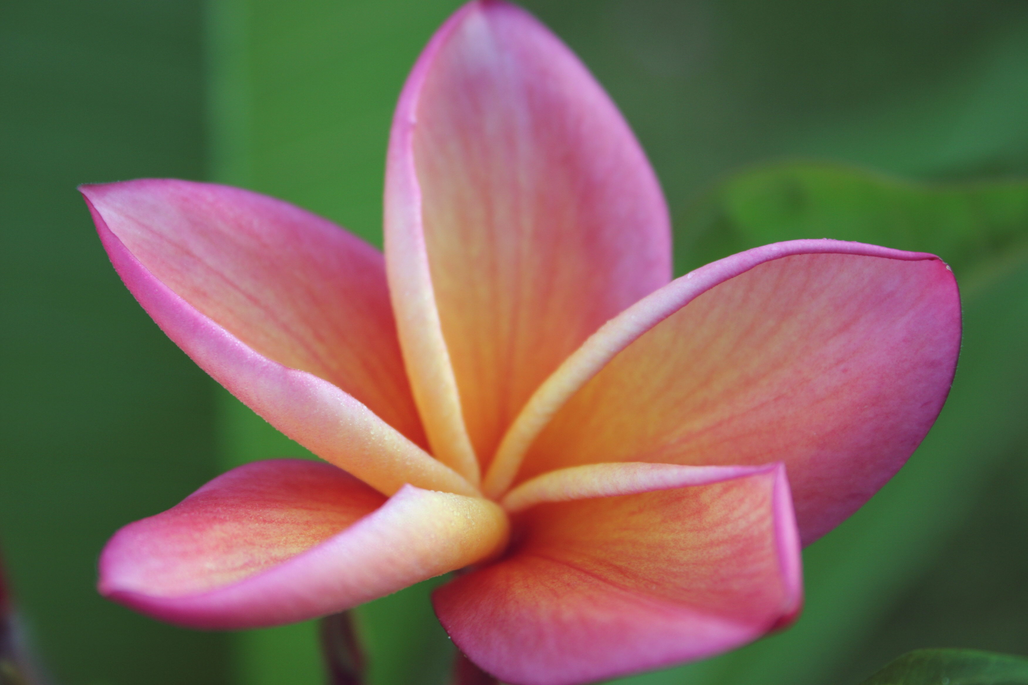 Gladys K Brandt plumeria photo