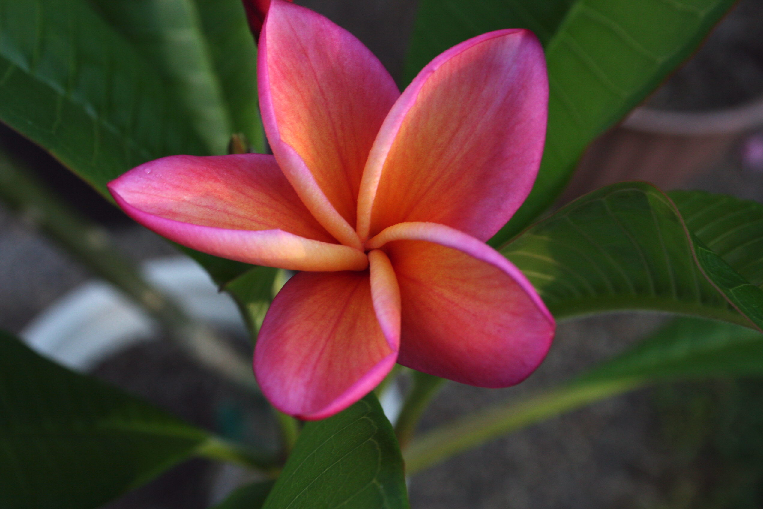 Gladys K Brandt plumeria photo