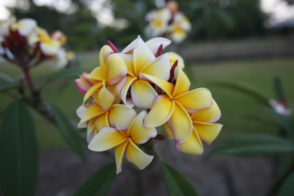 Gladys O'Neal plumeria photo