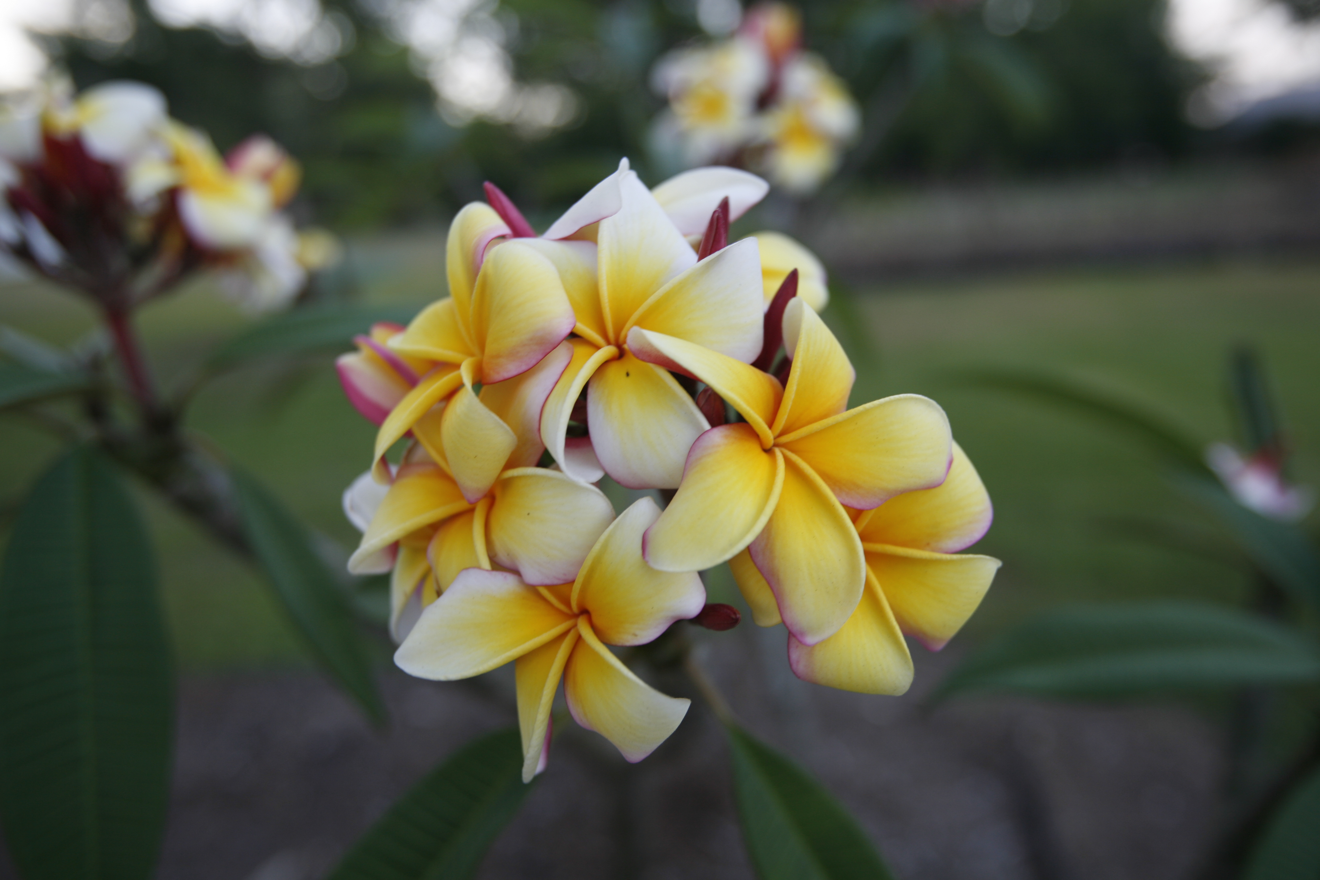 Gladys O’Neal plumeria photo