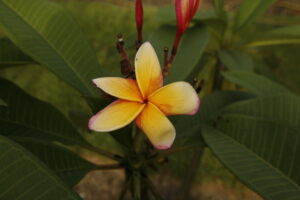 Gladys O’Neal plumeria photo