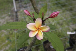 Gloria De Los Angeles plumeria photo
