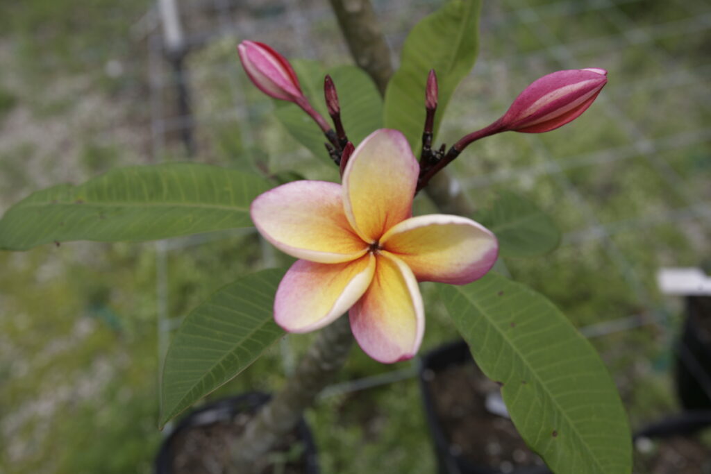 Gloria De Los Angeles plumeria photo