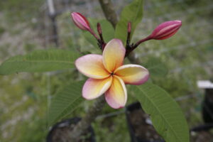 Gloria De Los Angeles plumeria photo