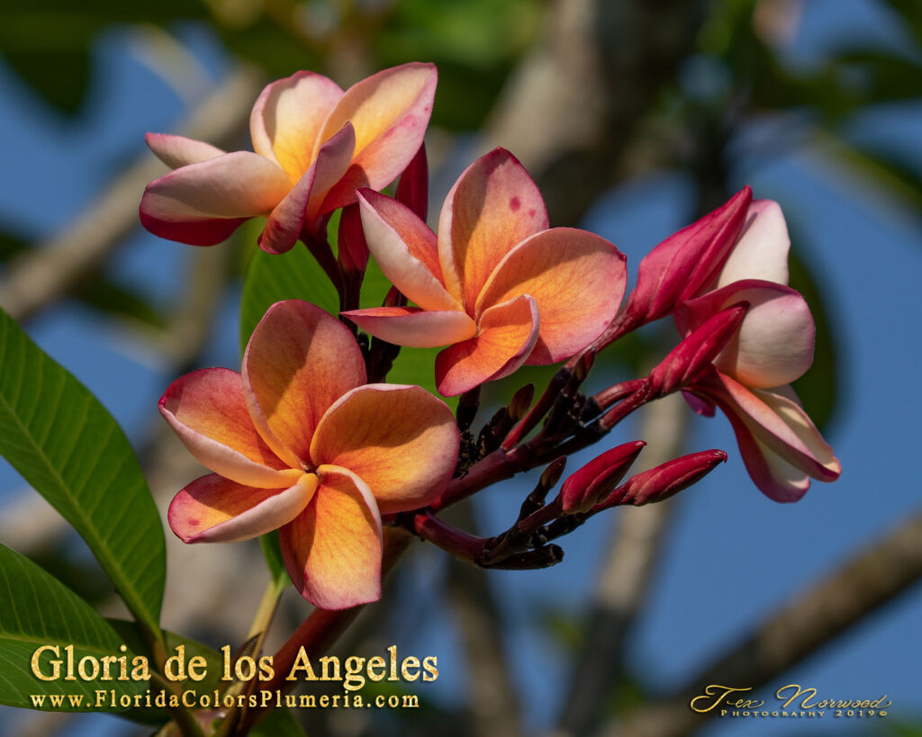 Gloria De Los Angeles plumeria photo