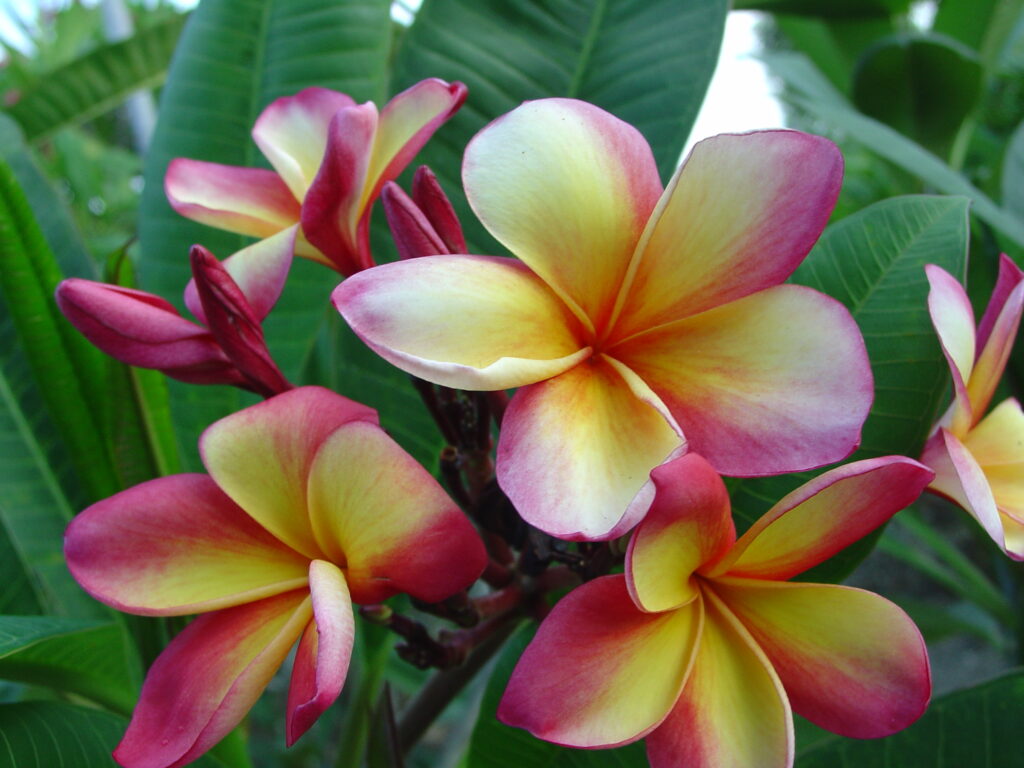 Gold Coast Cotton Candy plumeria photo