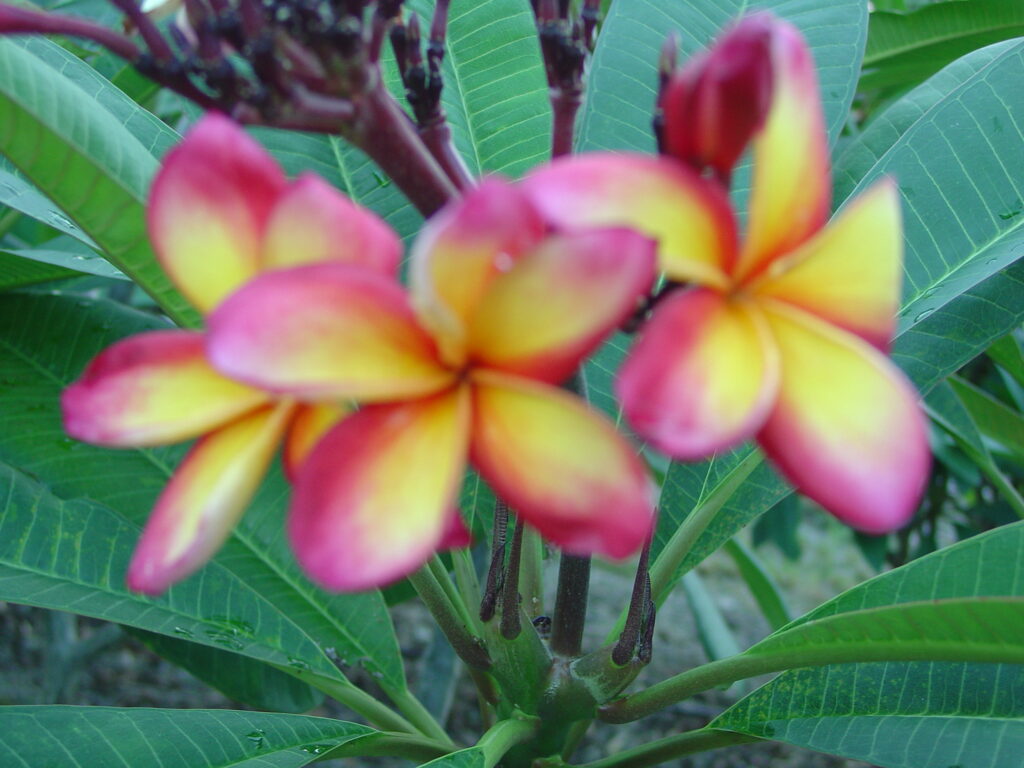 Gold Coast Cotton Candy plumeria photo