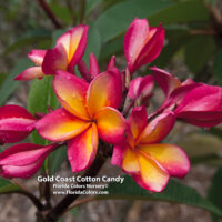 Col's Cooktown Sunset photo preview