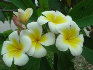 Luc's Gold Cup plumeria photo