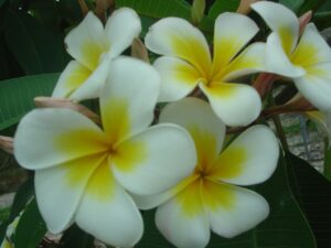 Luc's Gold Cup plumeria photo