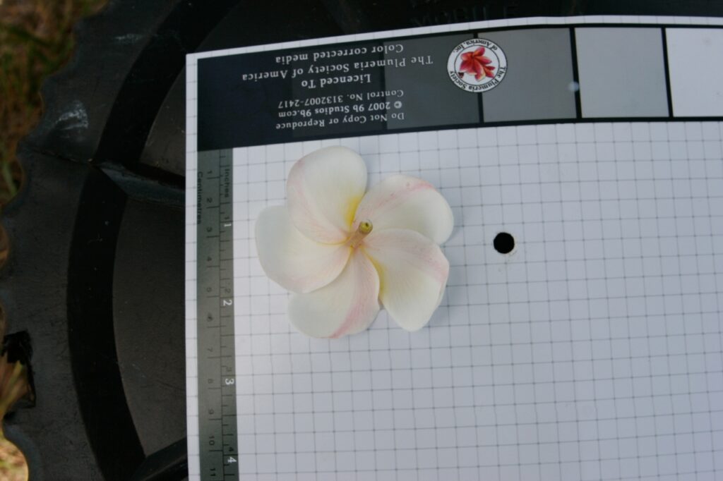 Luc’s Gold Cup plumeria photo