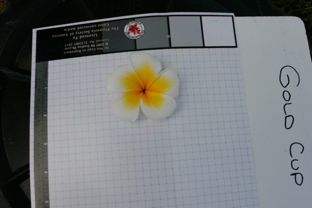 Luc’s Gold Cup plumeria photo