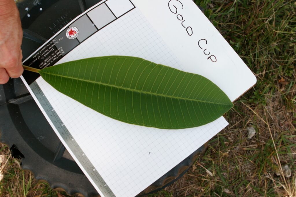 Luc’s Gold Cup plumeria photo