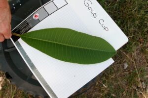 Luc's Gold Cup plumeria photo