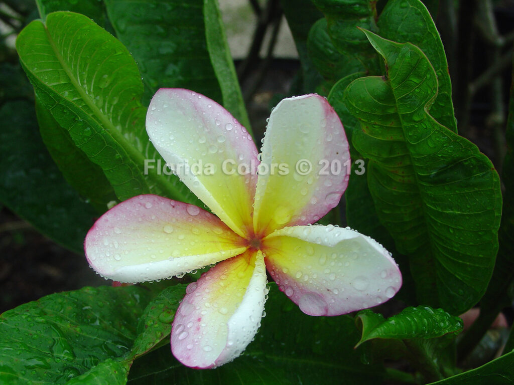 Gold Coast Blush plumeria photo