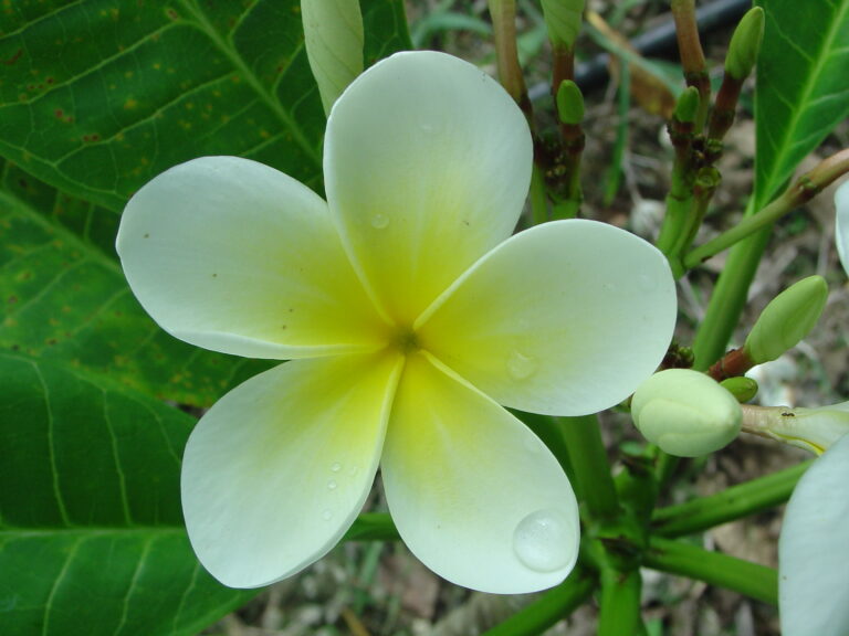 Golden Delight plumeria photo