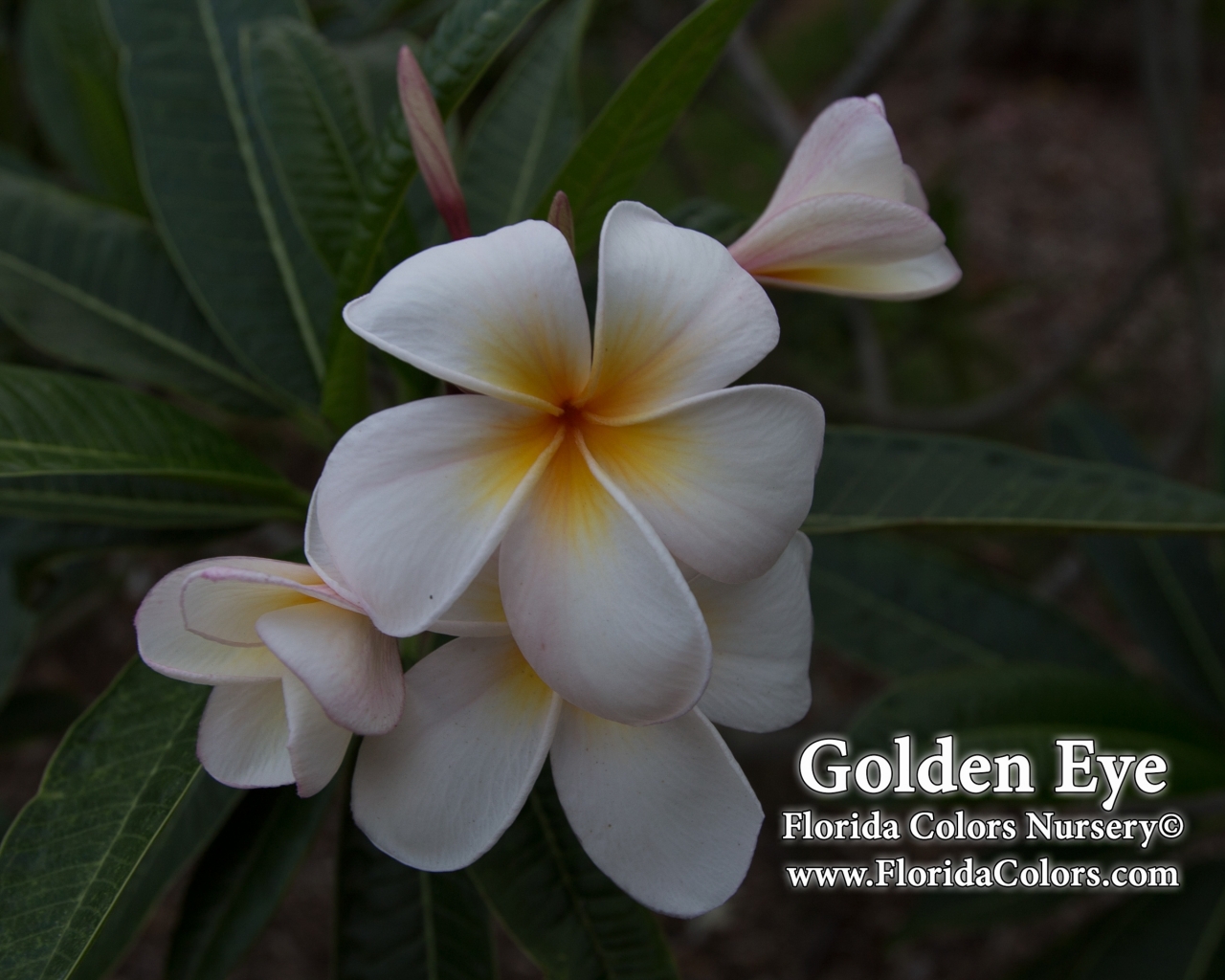 Golden Eye plumeria photo