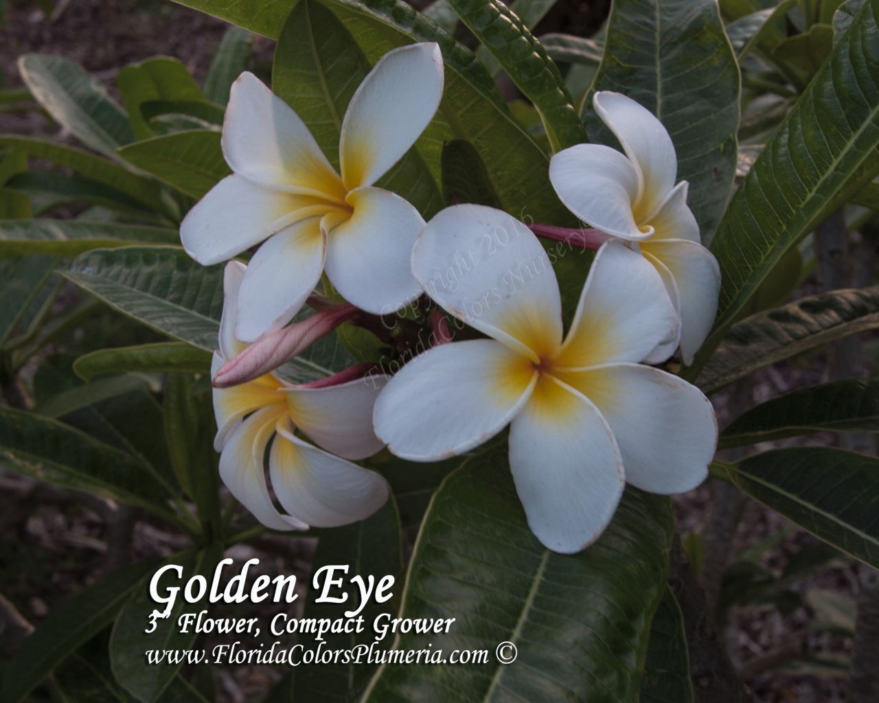 Golden Eye plumeria photo