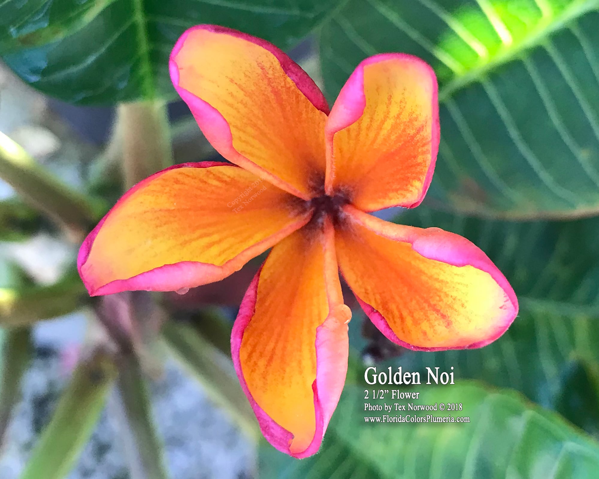 Golden Noi plumeria photo