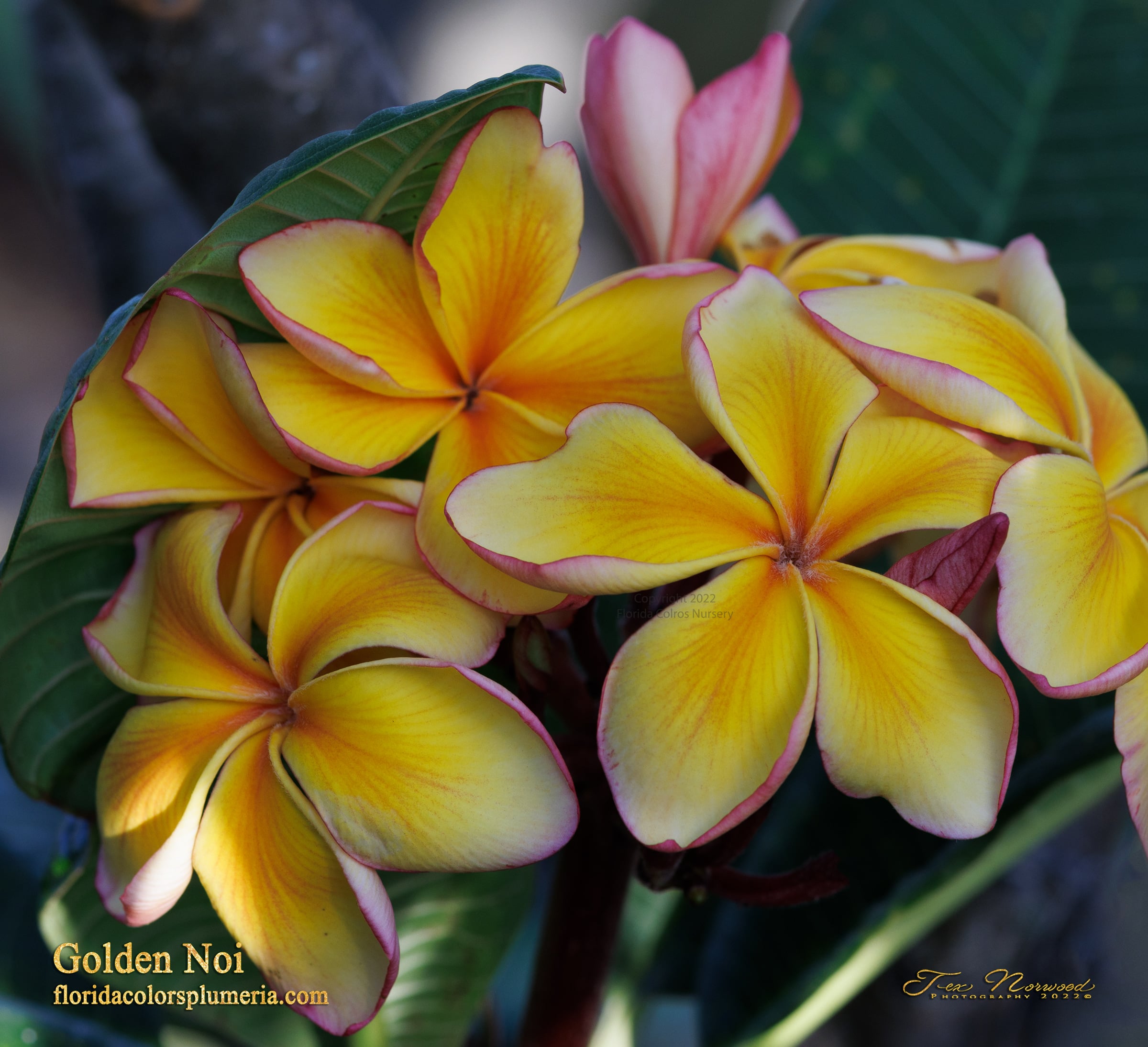 Golden Noi plumeria photo