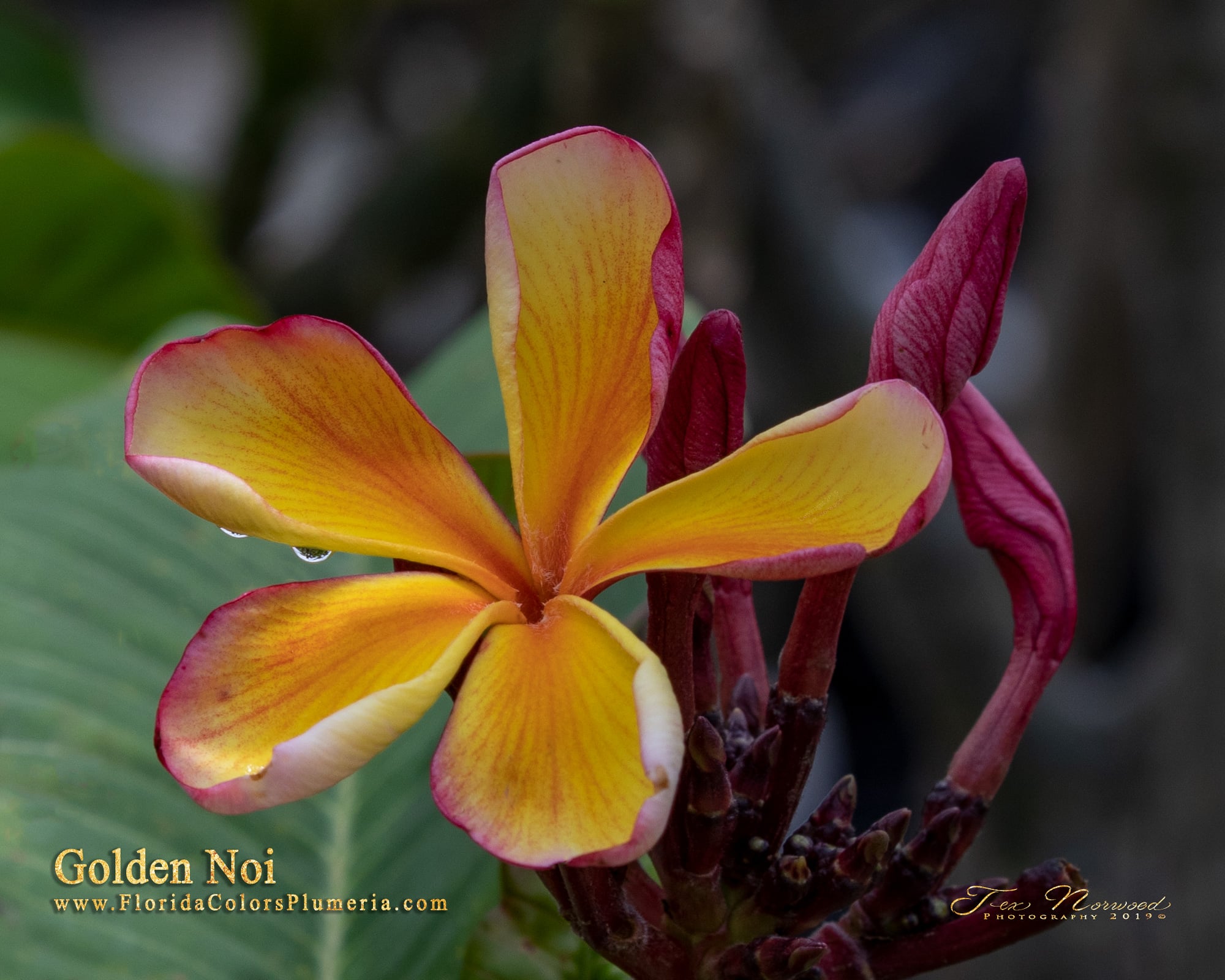 Golden Noi plumeria photo