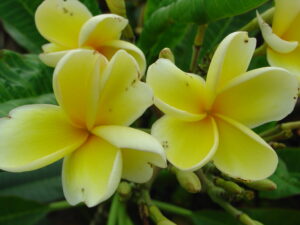 JL Golden Pagoda plumeria photo