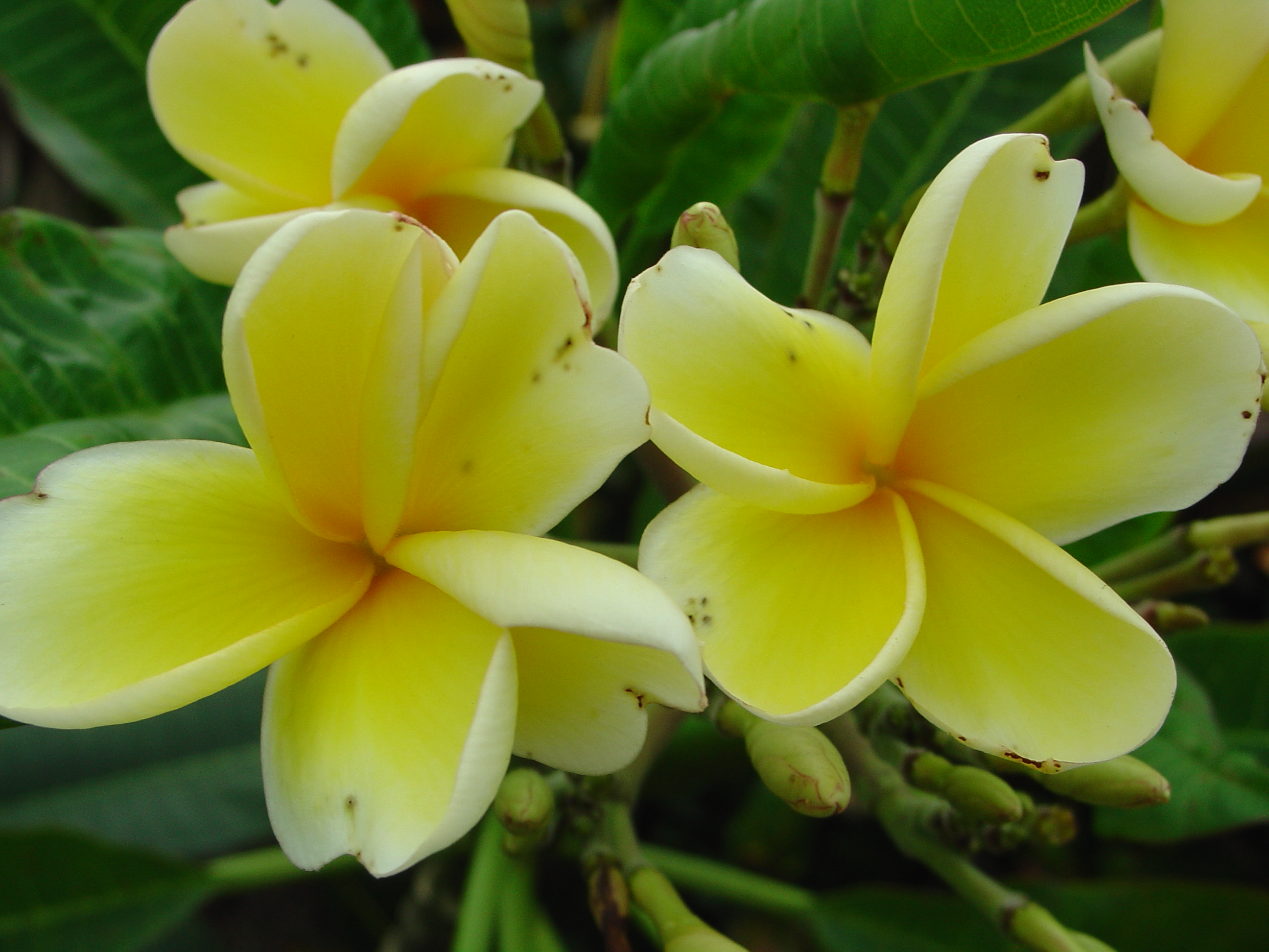 JL Golden Pagoda plumeria photo