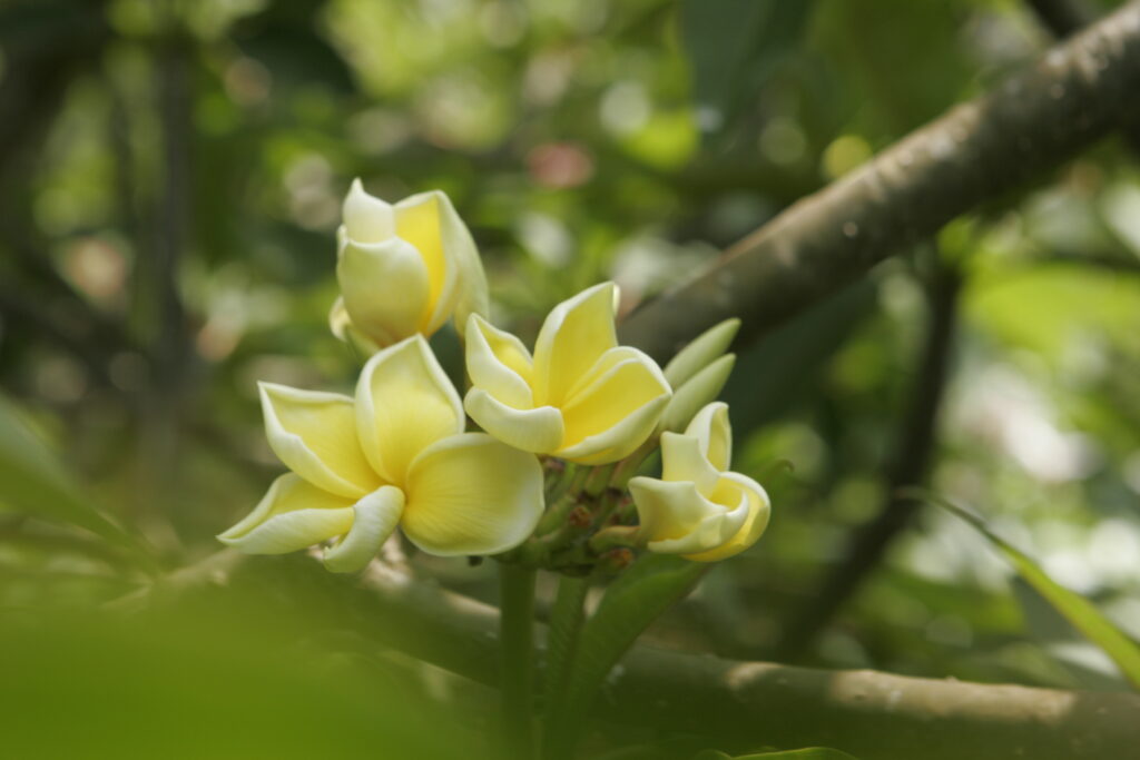 JL Golden Pagoda plumeria photo