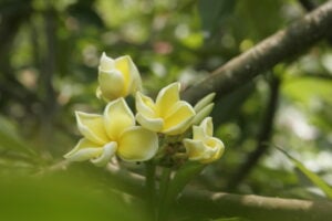 JL Golden Pagoda thumbnail