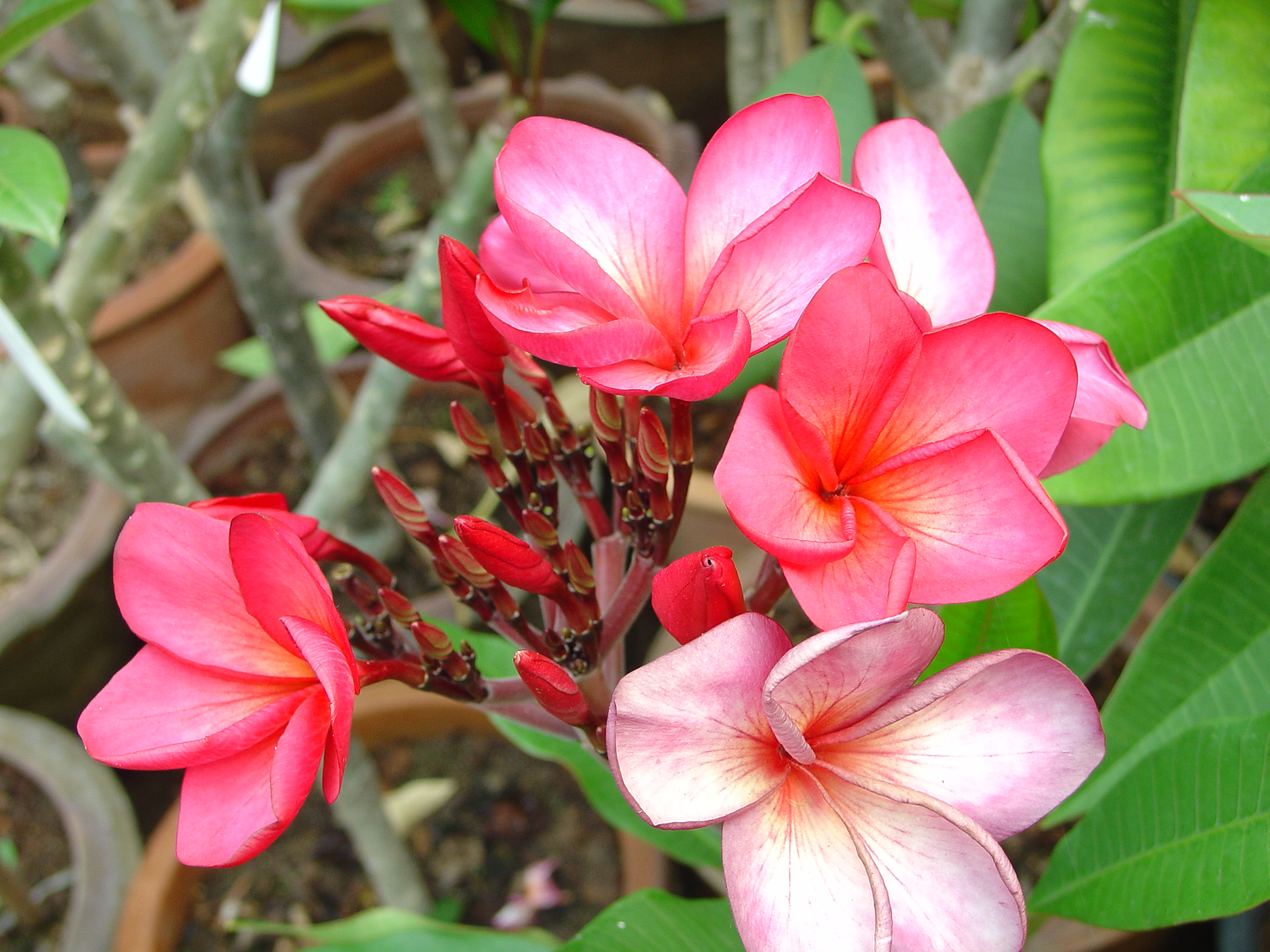 Golden Silk plumeria photo