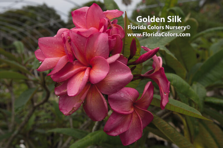Golden Silk plumeria photo