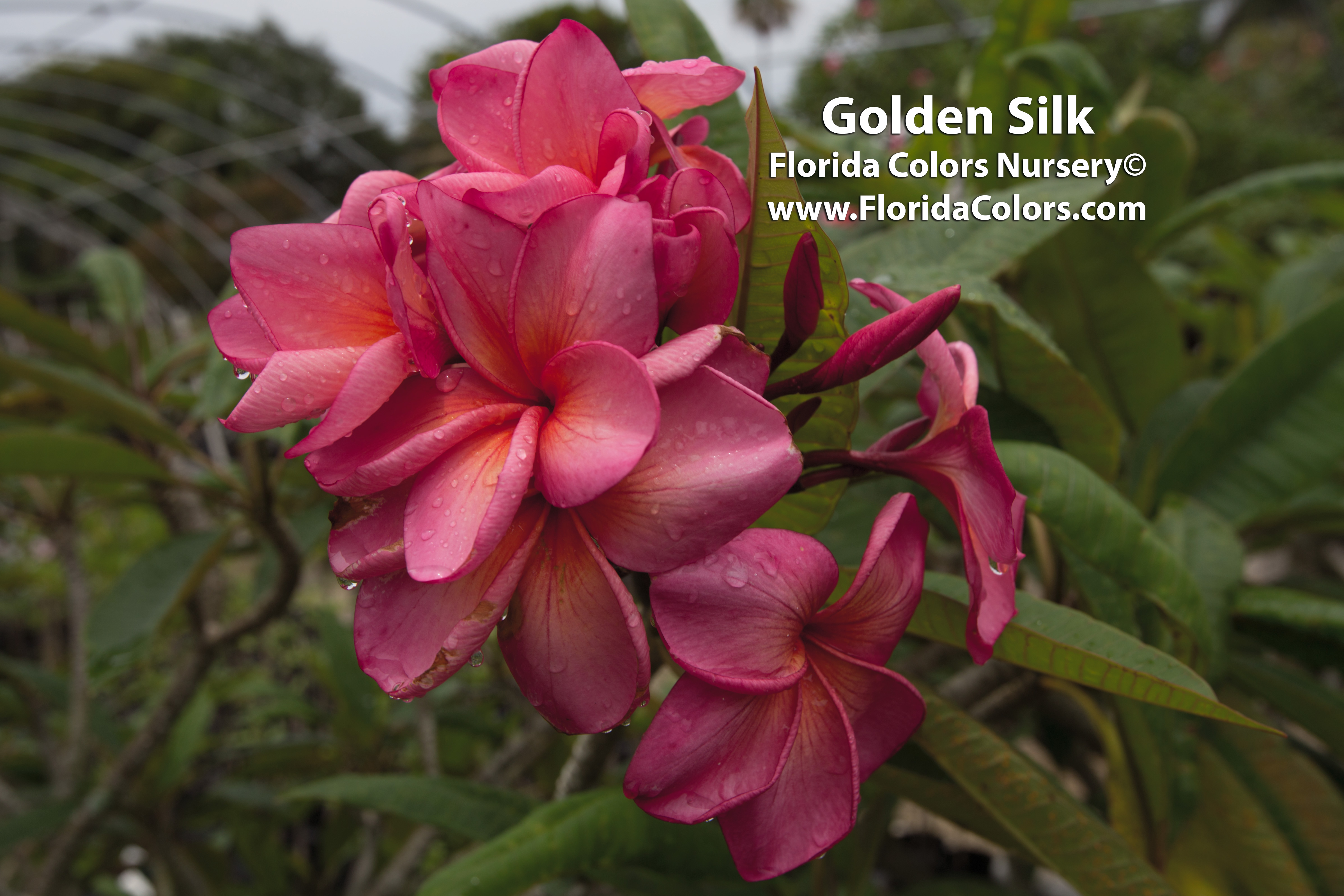 Golden Silk plumeria photo