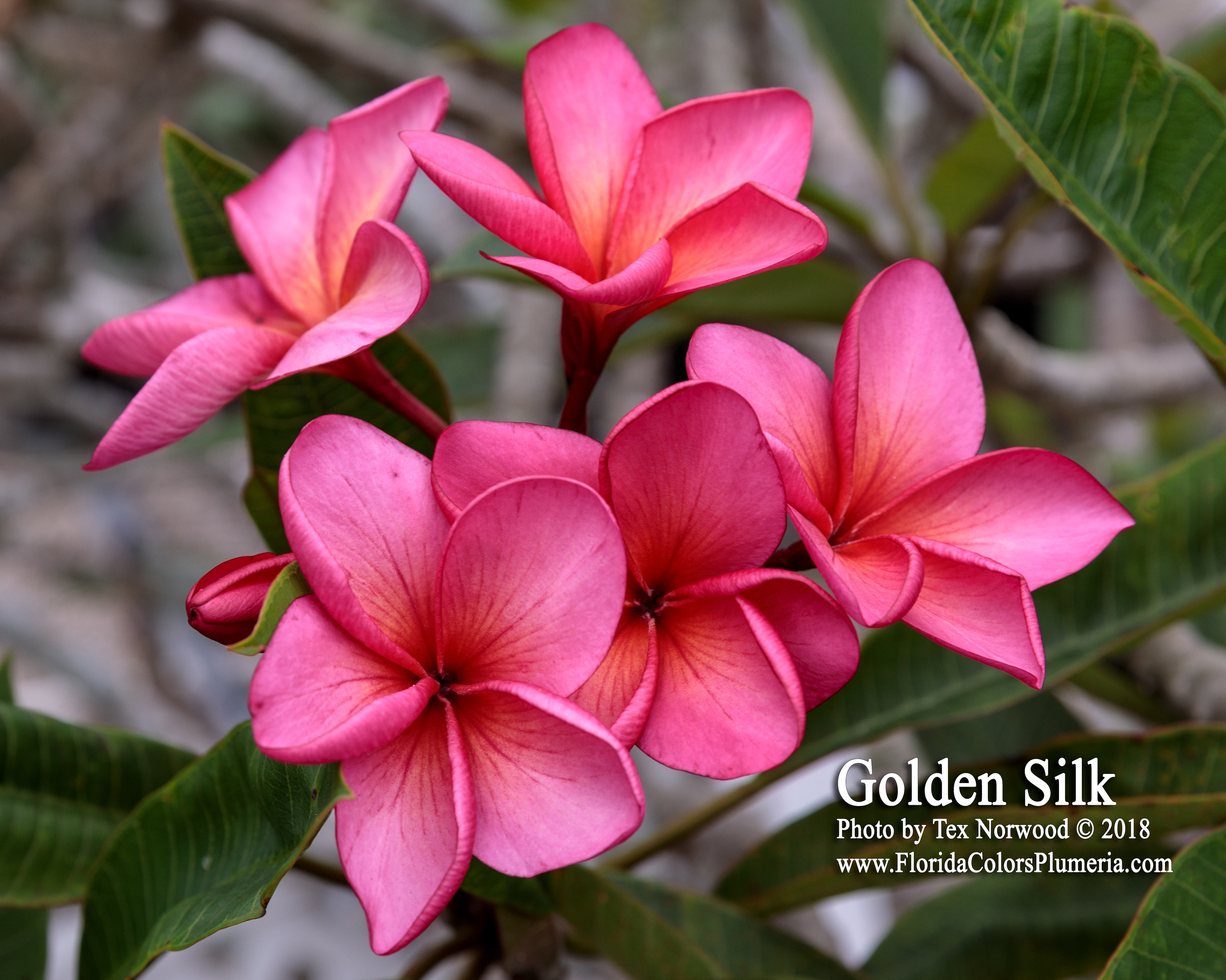 Golden Silk plumeria photo