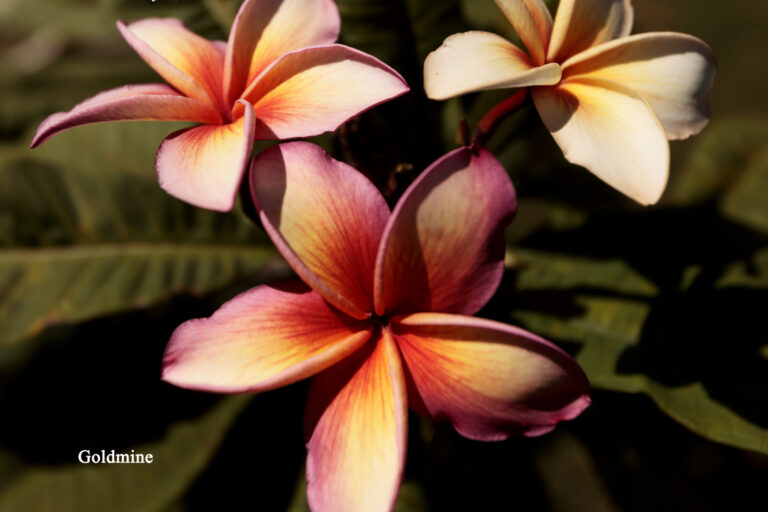 Goldmine plumeria photo