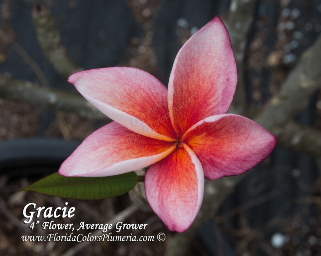 Gracie plumeria photo